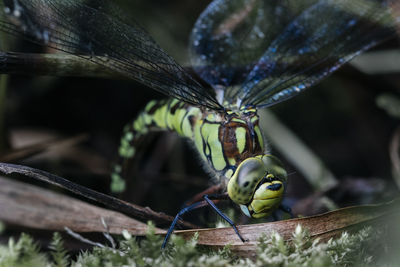 Close-up of insect on white background