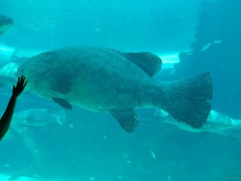 Fish swimming in sea