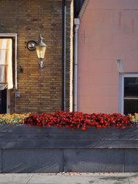 Red flowers hanging on brick wall