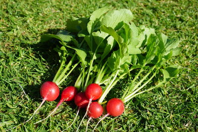 Close-up of cherries growing on field