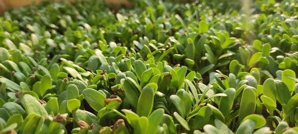Full frame shot of fresh green plants
