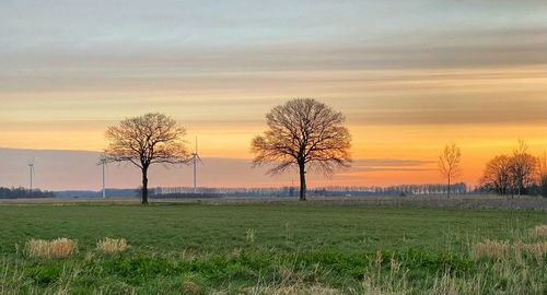 Tree on field against sky during sunset