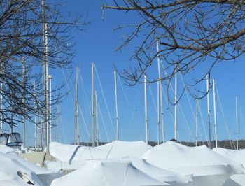 Snow covered plants against sky