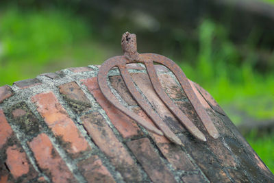 Close-up of lizard on rusty wood