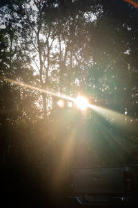 Sunlight streaming through trees in forest during sunset