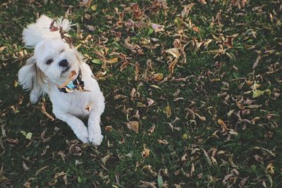 High angle view of white dog on grass