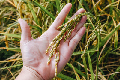 Cropped hand holding plant