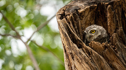 Close-up of a bird on tree trunk