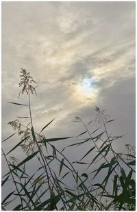 Low angle view of plants against cloudy sky