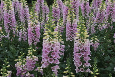 Close-up of purple flowering plants