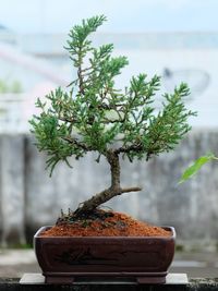 Pine bonsai 