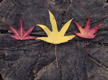 Close-up of red leaves