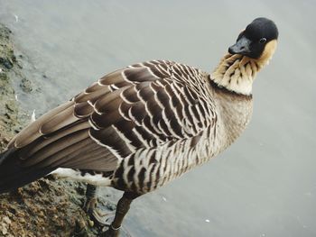 Close-up of a bird