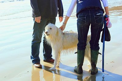 Low section of people with dog walking on wet shore