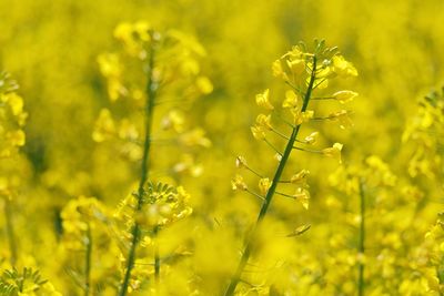 Close-up of fresh yellow flowering plants on field