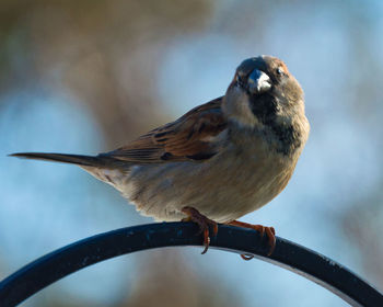 Close-up of bird perching outdoors