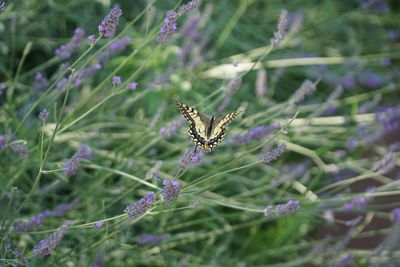 Close-up of butterfly pollinating on purple flower