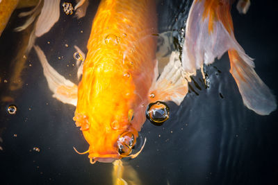 Close-up of koi carps swimming in sea