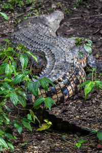 High angle view of lizard on field