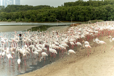 Flock of birds in the lake