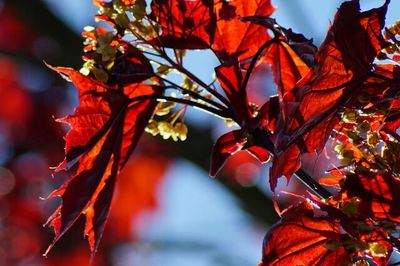 Close-up of leaves on tree