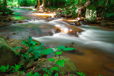 Stream flowing through rocks in forest