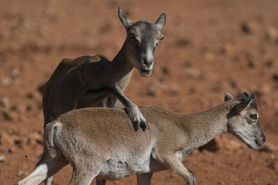 Small adorable mouflon sheep with brown fur playing on sunny day in savanna