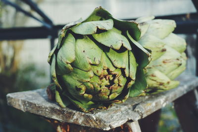 Close-up of artichokes on bench
