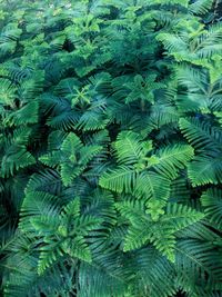 Full frame shot of green plants