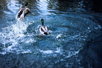 People enjoying in water