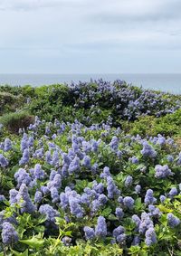 Purple flowering plants by sea against sky