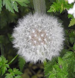 Close-up of white dandelion
