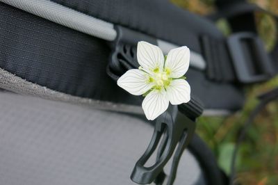 Close-up of white flowering plant