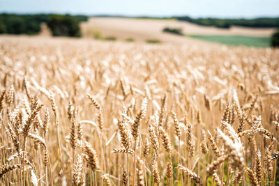 View of wheat field