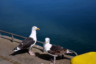 High angle view of seagull perching on a lake