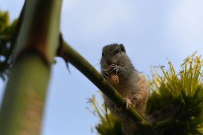 Low angle view of a squirrel on tree