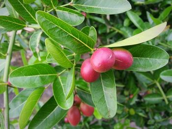 Close-up of leaves