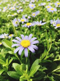 Close-up of fresh white flowering plants