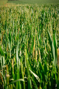 Full frame shot of plants on field