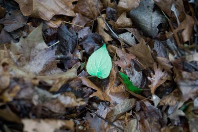 High angle view of dry leaves