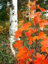 Full frame shot of autumn tree