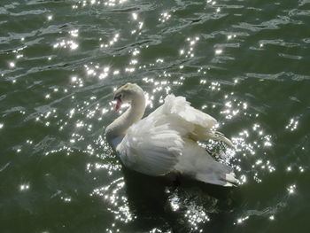 High angle view of swan swimming in lake