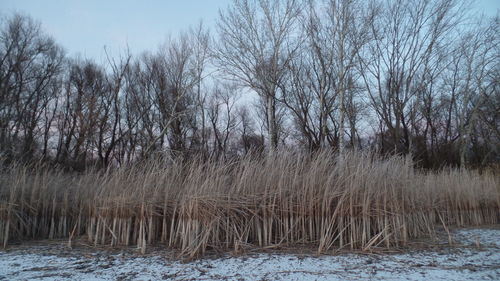 Bare trees against sky during winter