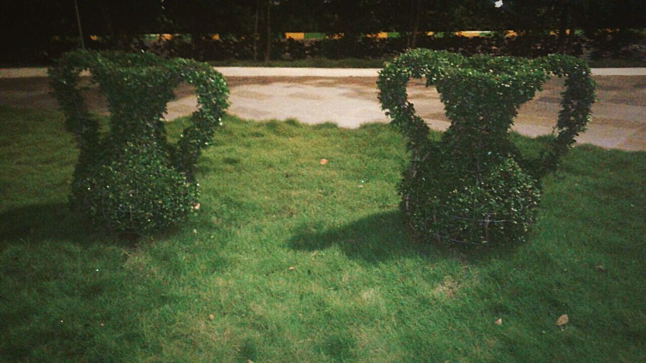 PLANTS GROWING ON FIELD IN PARK