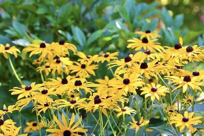 Close-up of yellow flowering plant on field