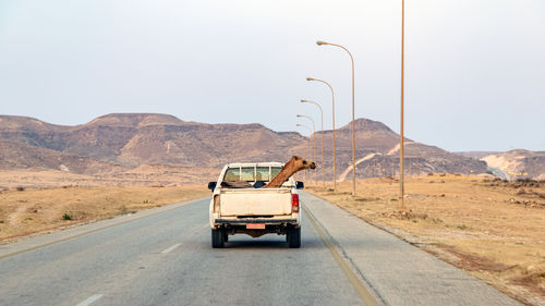 Car carrying a camel on road against clear sky