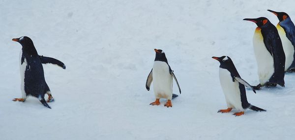 View of birds on snow covered land