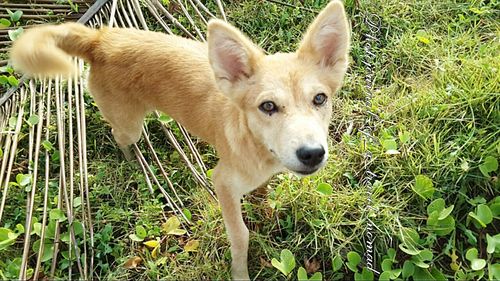 Dog standing on grassy field