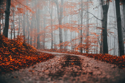 Road amidst trees in forest during autumn