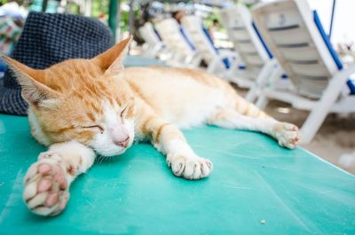 Close-up of ginger cat lying on chair